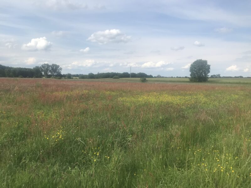 Wilde-Wiese-Walk (FEST IM NEST)